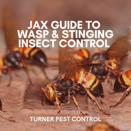 Top 3 Reasons Why Pest Control Essex Services Are Essential for Every Homeowner